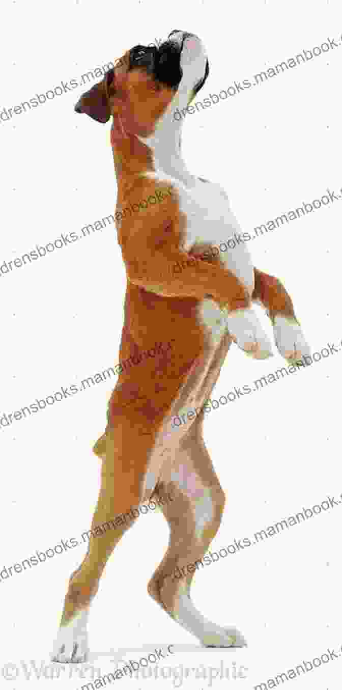 A Dog Standing In Front Of A Child Our Bad Dogs (Short Stories From My Jamaican Childhood 1)