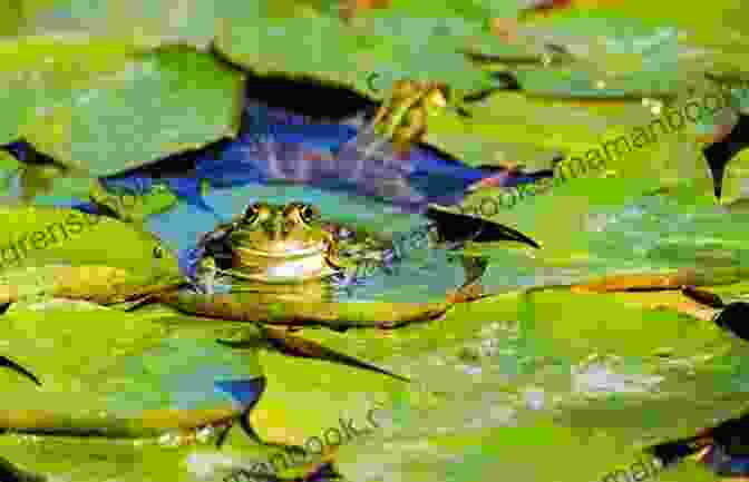 A Frog Sitting On A Lily Pad In A Pond. The Frog Prince (Timeless Fairy Tales 9)