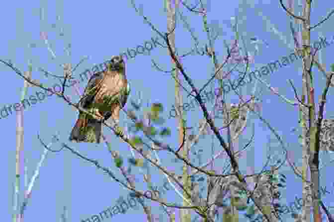 A Hawk Perched On A Branch With A Ladybug Crawling On Its Beak The Hawk And The Ladybug