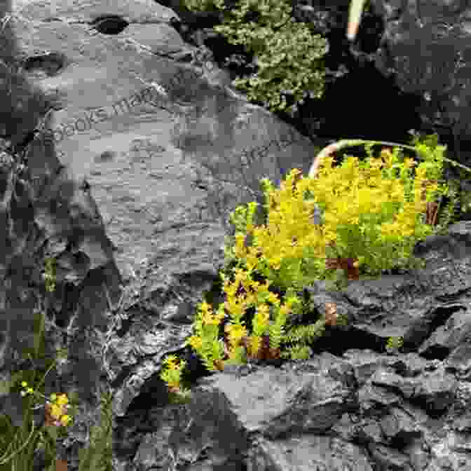 A Wildflower Growing Amidst Rocks And Dry Soil, Demonstrating Its Resilience And Ability To Thrive In Challenging Conditions. Made Of Earth (Still Growing Wildflowers 3)