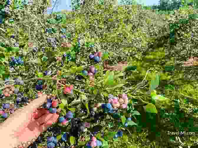 Blueberry Picking In Saugatuck, Michigan Michigan Day Trips By Theme (Day Trip Series)